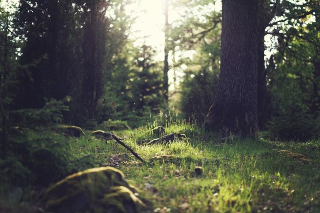 wood-nature-sunny-forest-large