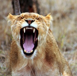 lion-mouth