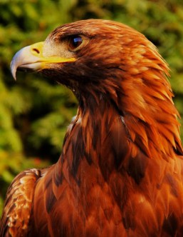 red-hawk